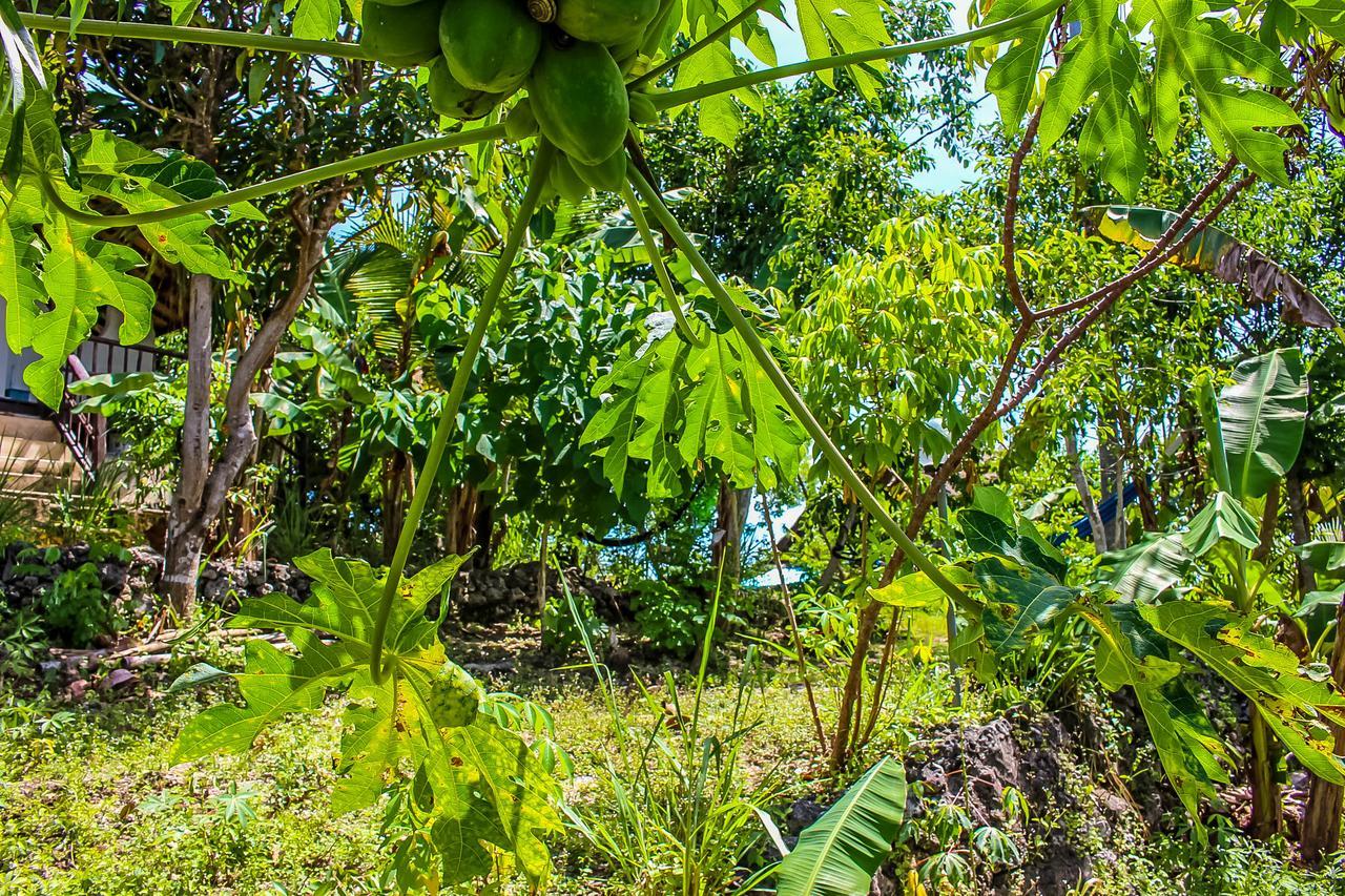Echo Alam Nusa Lodge Ped Екстер'єр фото